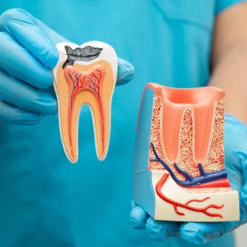 Dentist demonstrating tooth anatomy and root canal treatment using dental models