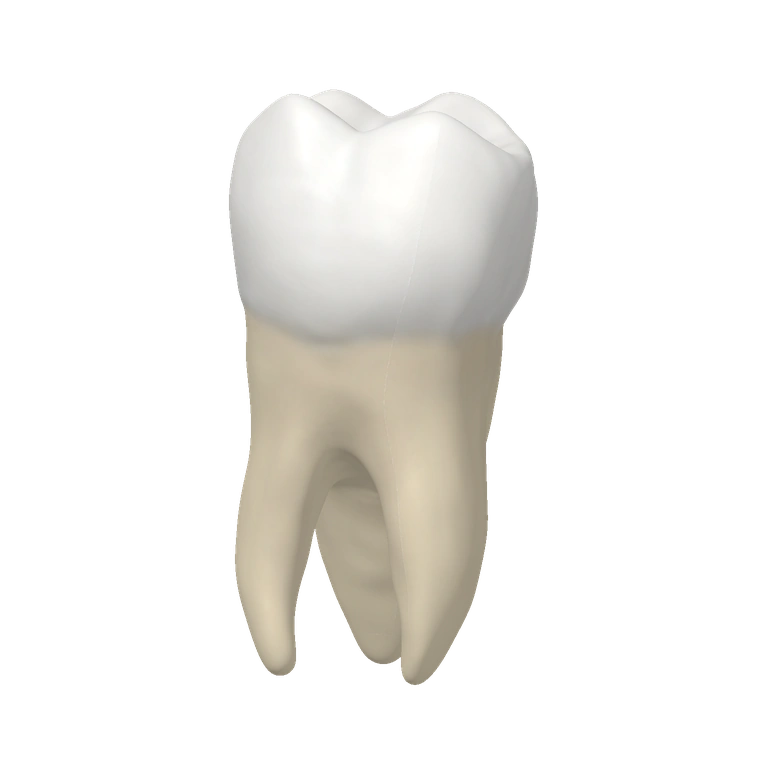Anatomical molar model